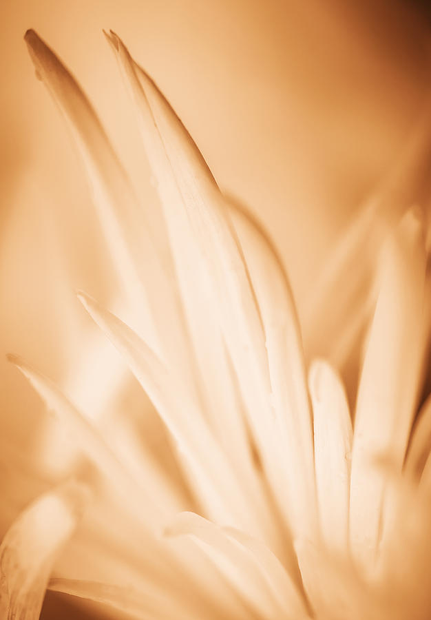 Gentle Flower - Nature Photography Photograph by Modern Abstract