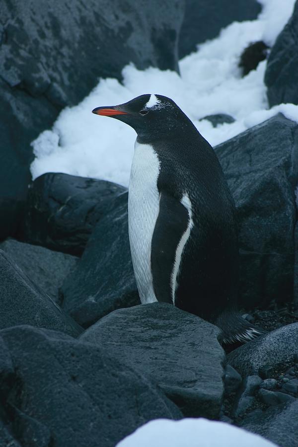 Gentoo Penguin #1 Photograph by Amanda Stadther