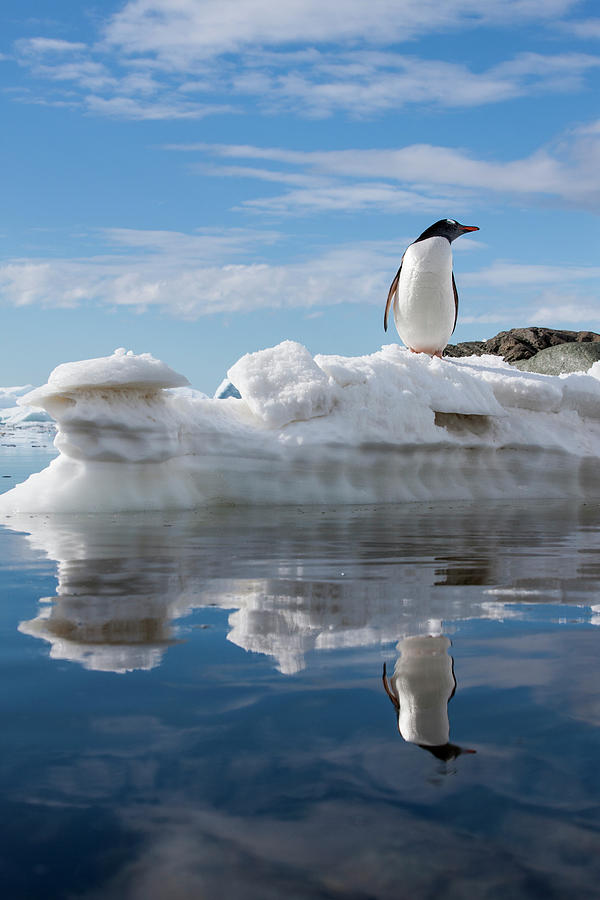 Gentoo Penguin, Cuverville Island Photograph by Paul Souders Gentoo Penguin, Cuverville Island Photograph by Paul Souders