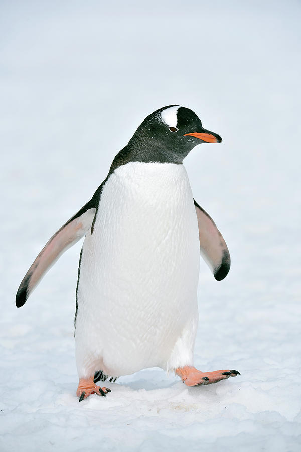 Gentoo Penguin #1 Photograph by Dr P. Marazzi