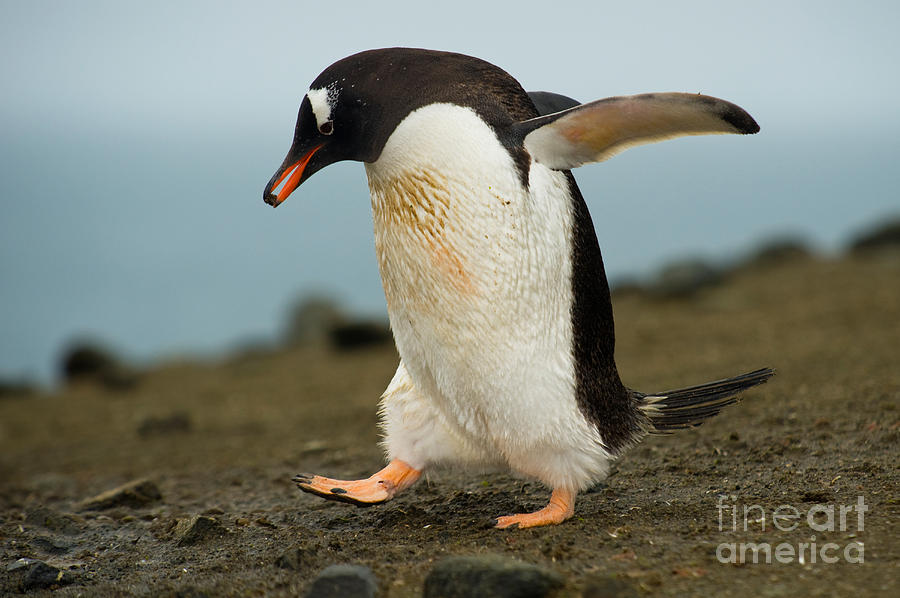 Gentoo Penguin #1 Photograph by John Shaw