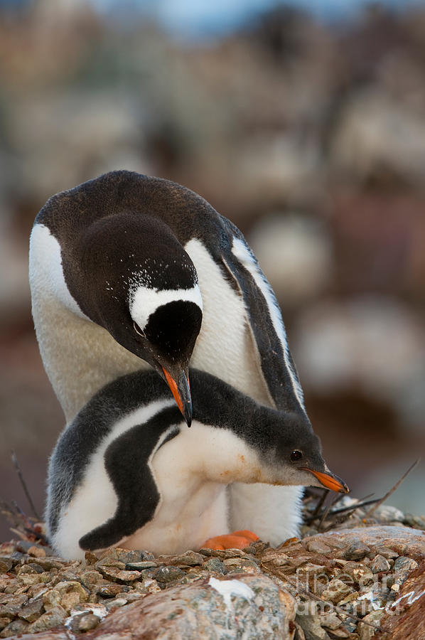 Gentoo Penguin With Young #1 Photograph by John Shaw