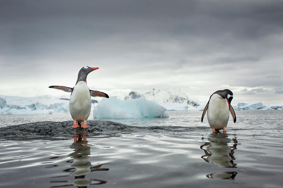 Gentoo Penguins, Cuverville Island Photograph by Paul Souders Gentoo Penguins, Cuverville Island Photograph by Paul Souders