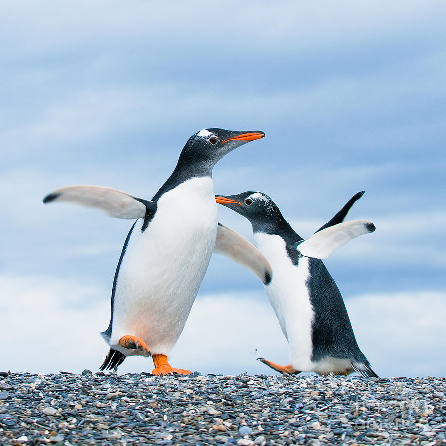 Wildlife Photograph - Gentoo Penguins #1 by Konstantin Kalishko