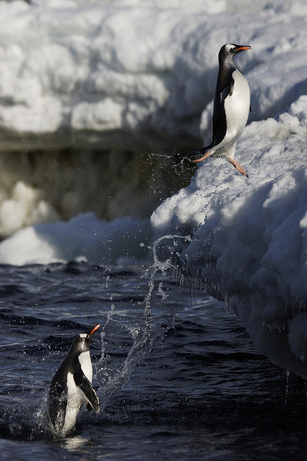 Gentoo Penguins Leaping Antarctica #1 Photograph by Hiroya  Minakuchi
