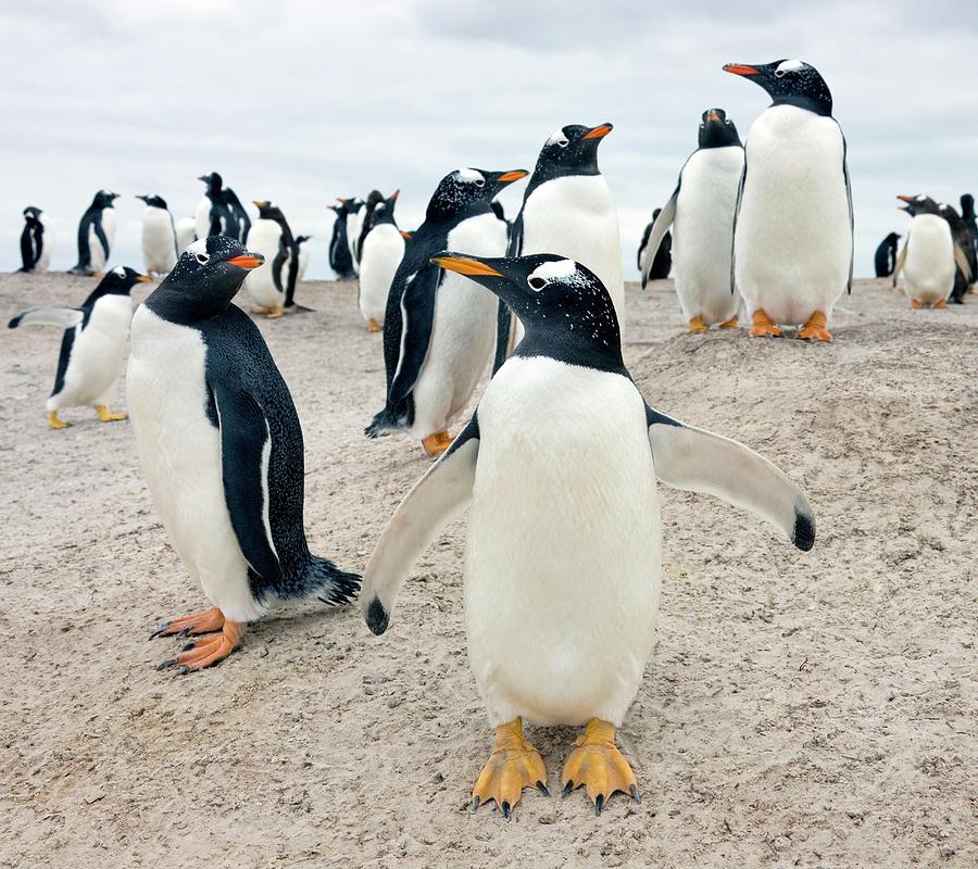 Gentoo Penguins #1 Photograph by Steve Allen/science Photo Library
