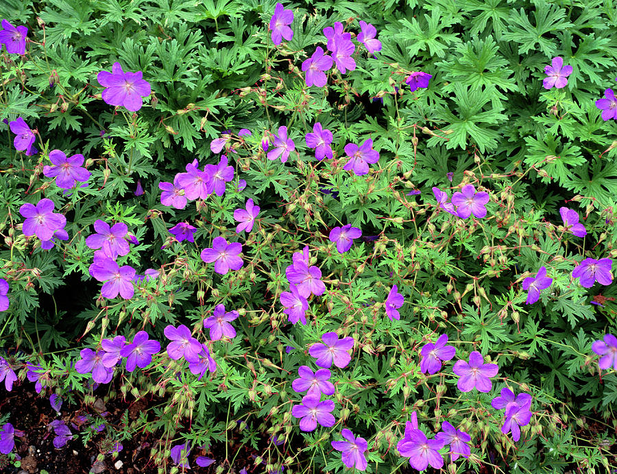 Geranium Flowers #1 Photograph by Geoff Kidd/science Photo Library