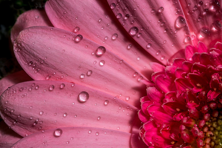 Nature Photograph - Gerber Daisy  #1 by Dawn M Smith