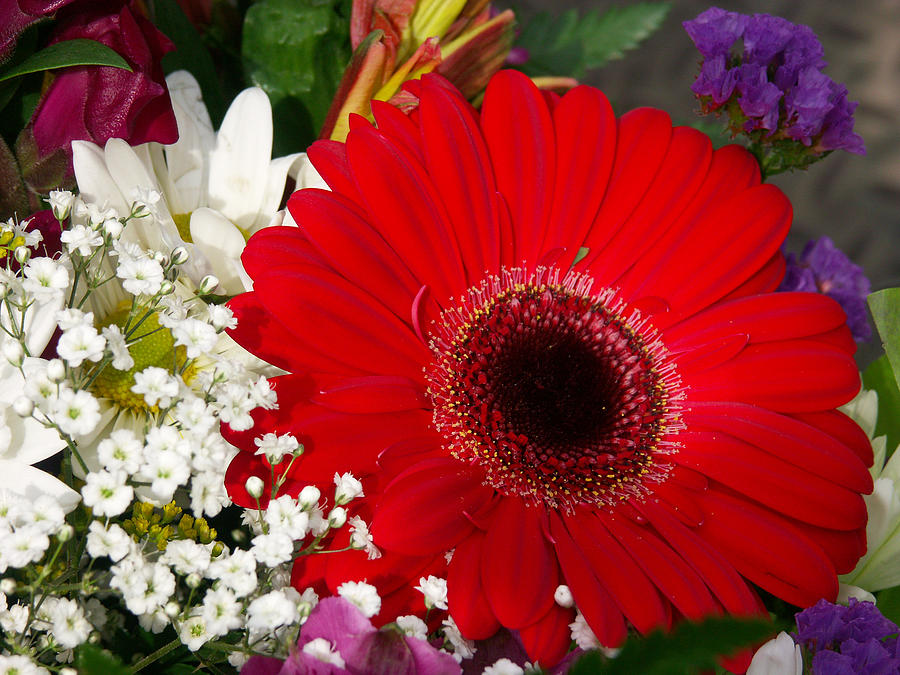 Gerbera Daisy Gerbera Jamesonii #1 Photograph by Bonnie Sue Rauch