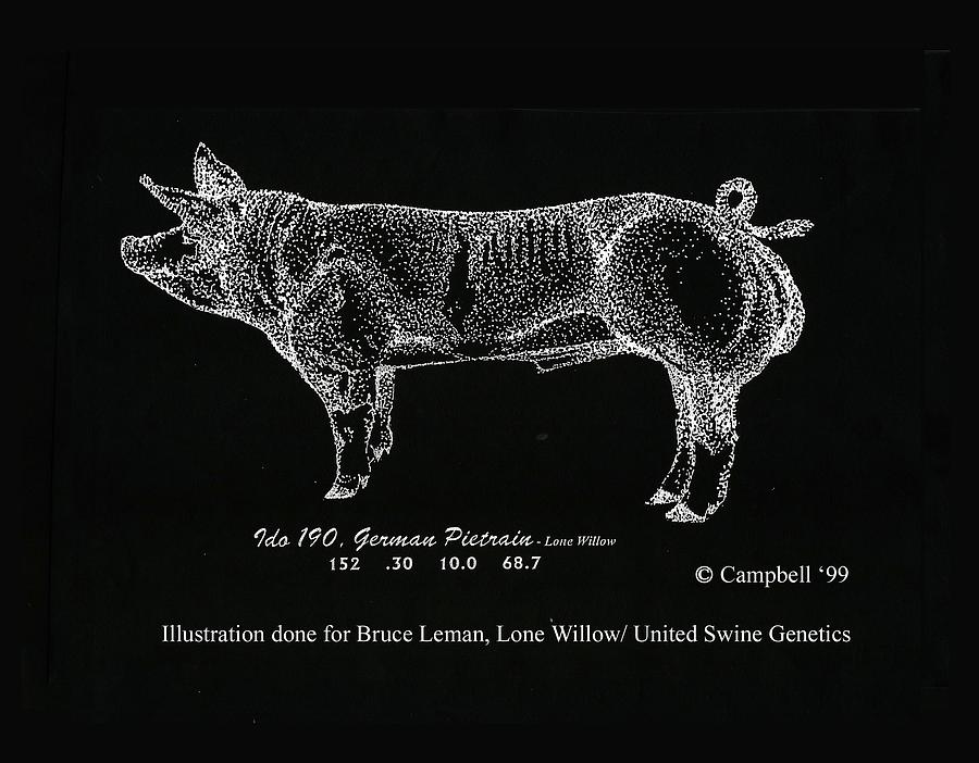 German Pietrain Boar #2 Drawing by Larry Campbell