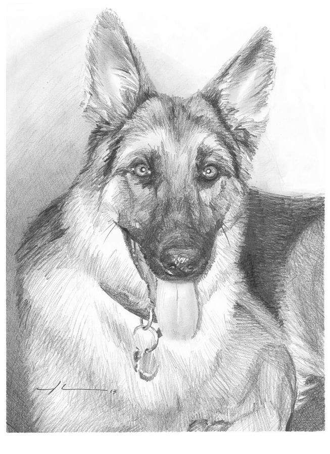 German Shepherd Pencil Portrait Drawing by Mike Theuer