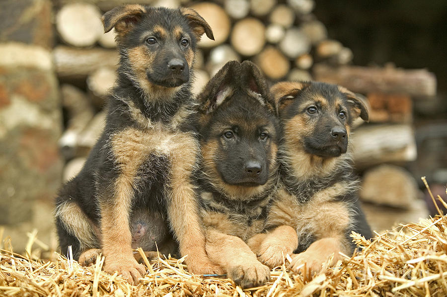 German Shepherd Puppies #1 Photograph by Jean-Michel Labat