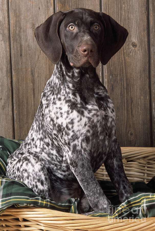 German Short-haired Pointer Dog #1 Photograph by John Daniels