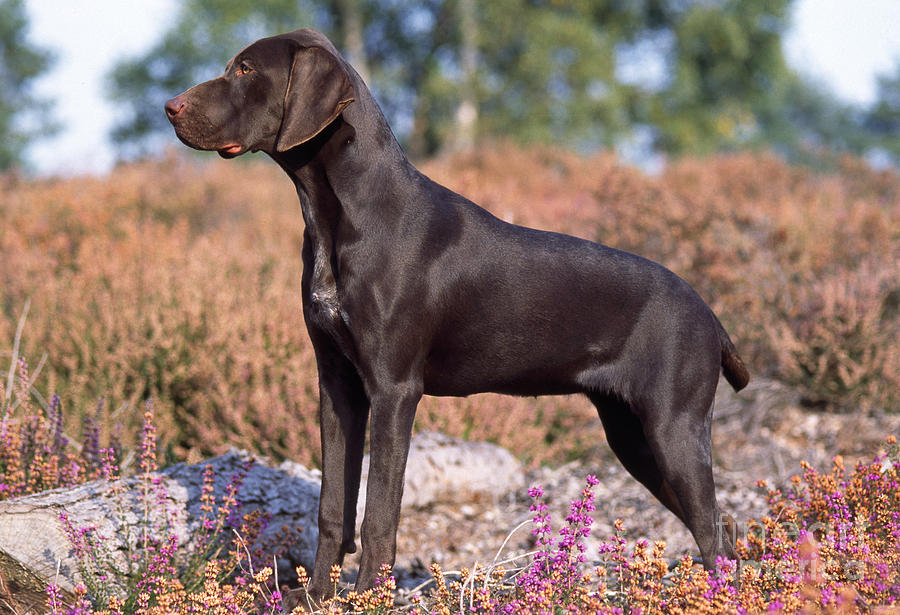 German Short-haired Pointer Puppy #1 Photograph by John Daniels