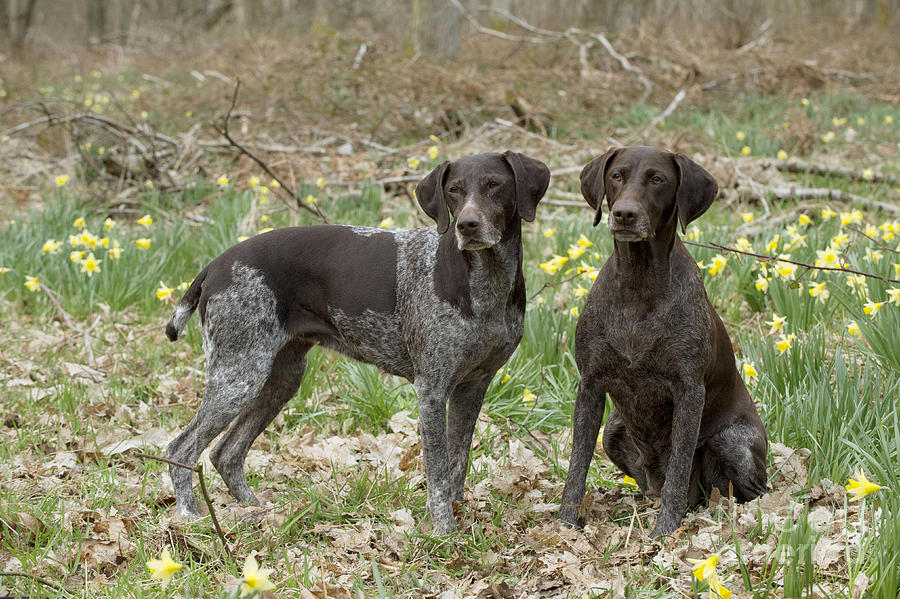 German Short-haired Pointers Photograph by John Daniels