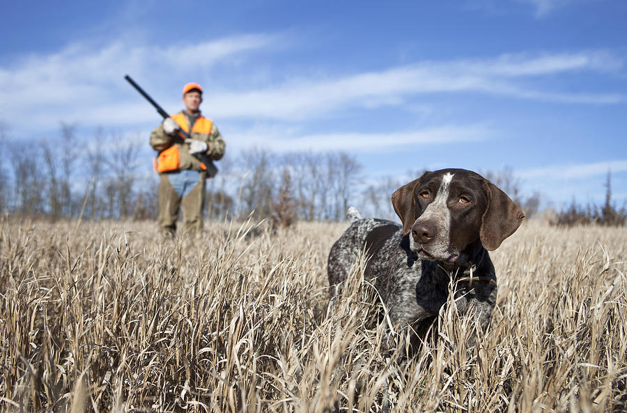 German Wirehair Pointer and Man Upland Bird Hunting. #1 Photograph by JMichl