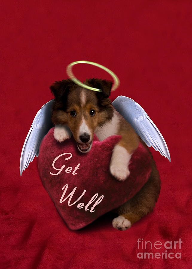 Candy Photograph - Get Well Sheltie Puppy #1 by Jeanette K
