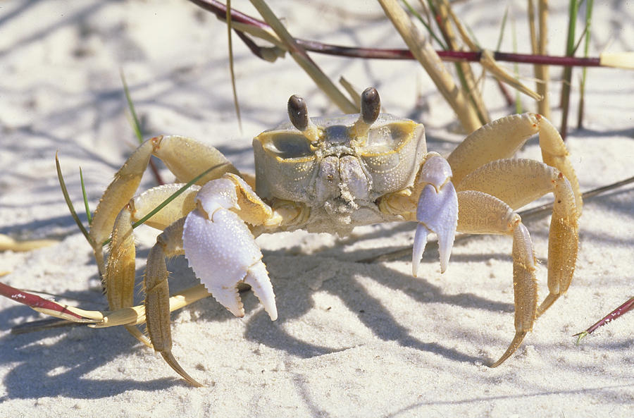 Ghost Crab #1 Photograph by Millard H. Sharp