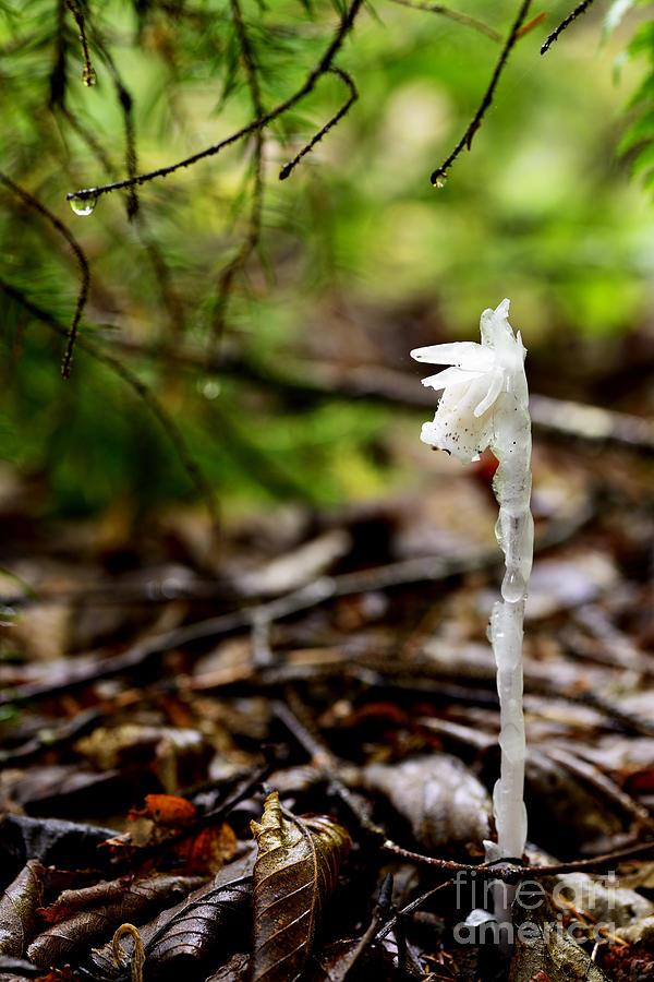 Nature Photograph - Ghost Flower #1 by Thomas R Fletcher