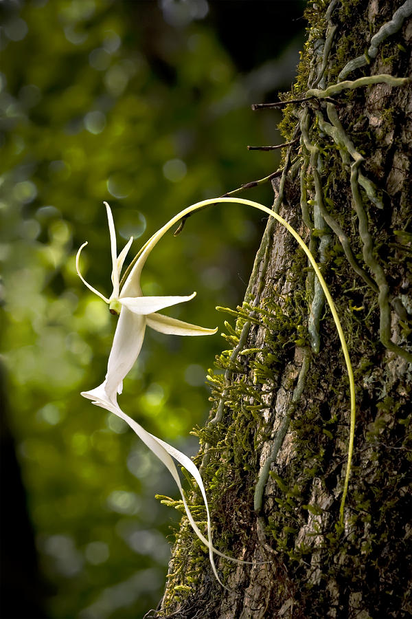 Ghost Orchid #1 Photograph by Hal Horwitz
