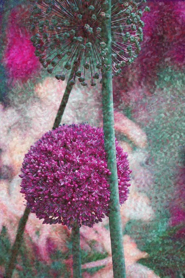 Giant Allium #1 Photograph by Bonnie Bruno