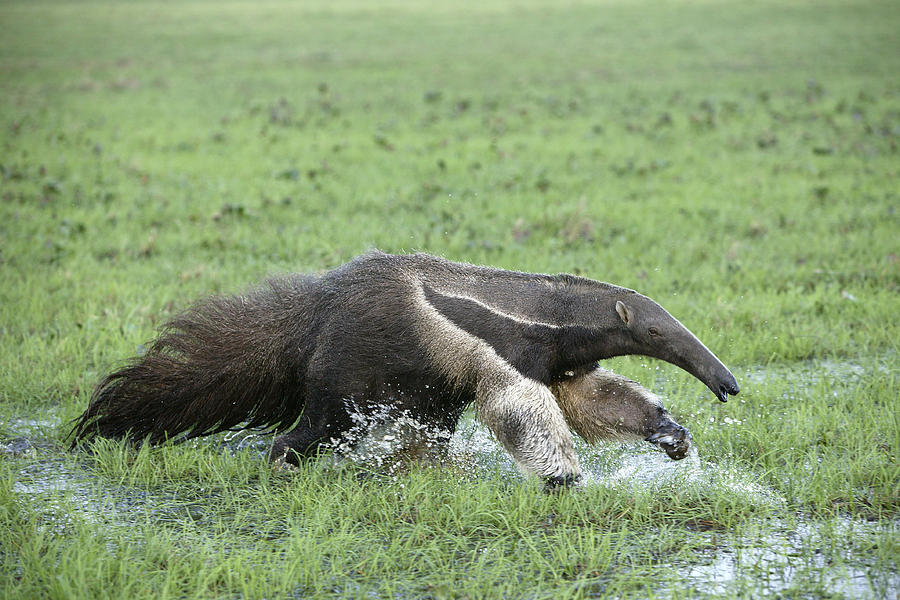 Giant Anteater #1 Photograph by M. Watson