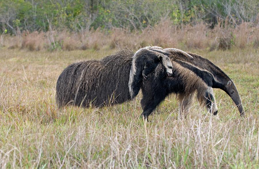 Giant Anteater #1 Photograph by Tony Camacho/science Photo Library