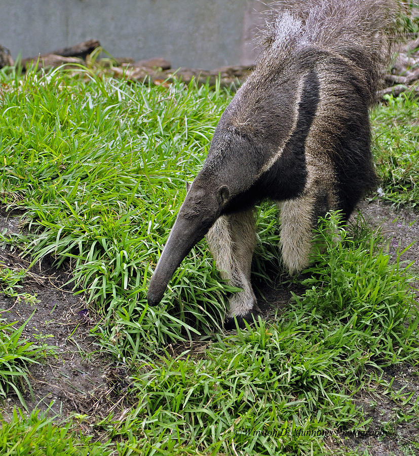 Giant Anteater #1 Photograph by Winston D Munnings