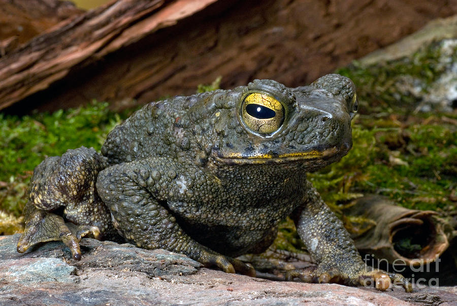 Animal Photograph - Giant Asian Toad #1 by Frank Teigler