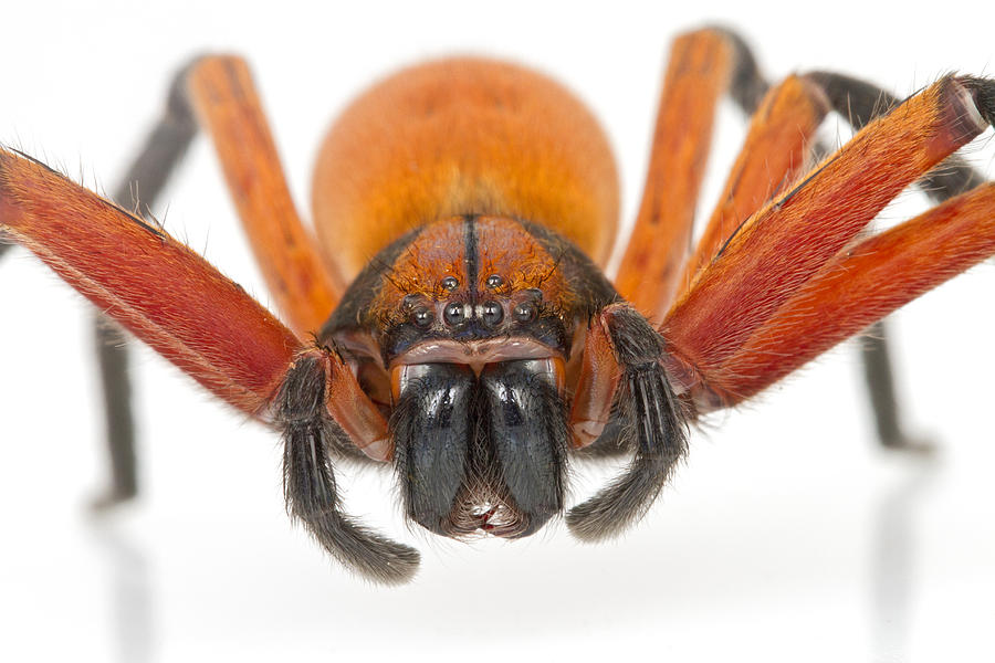 Giant Crab Spider Suriname #1 Photograph by Piotr Naskrecki