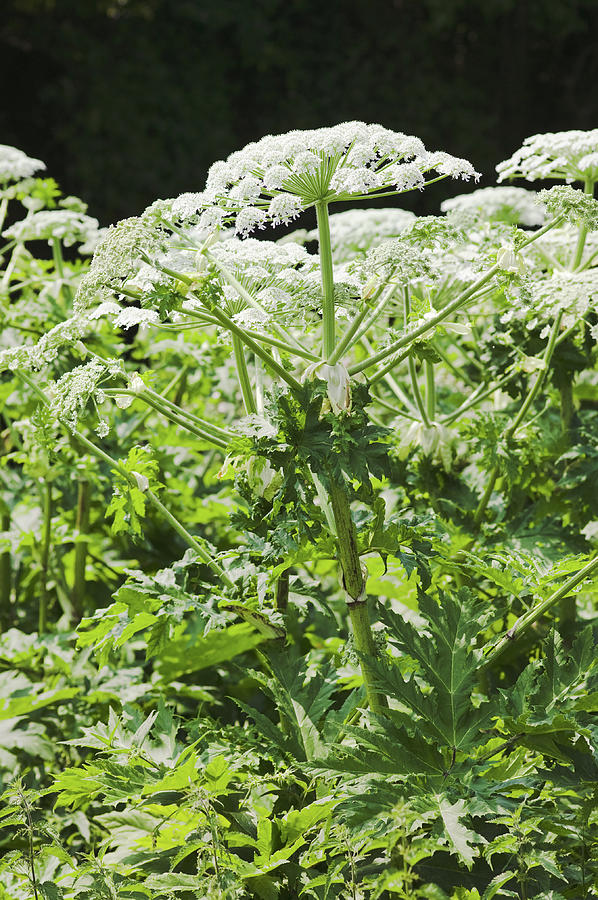Nature Photograph - Giant Hogweed (heracleum Mantegazzianum) #1 by Gustoimages/science Photo Library
