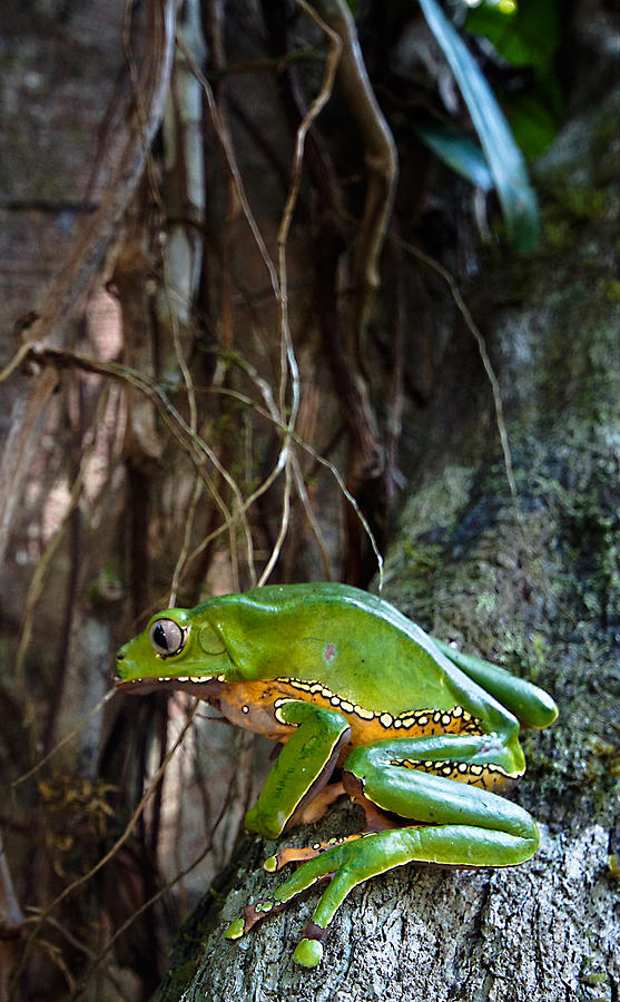 Giant Monkey Frog Phyllomedusa Bicolor #1 Photograph by Dant Fenolio