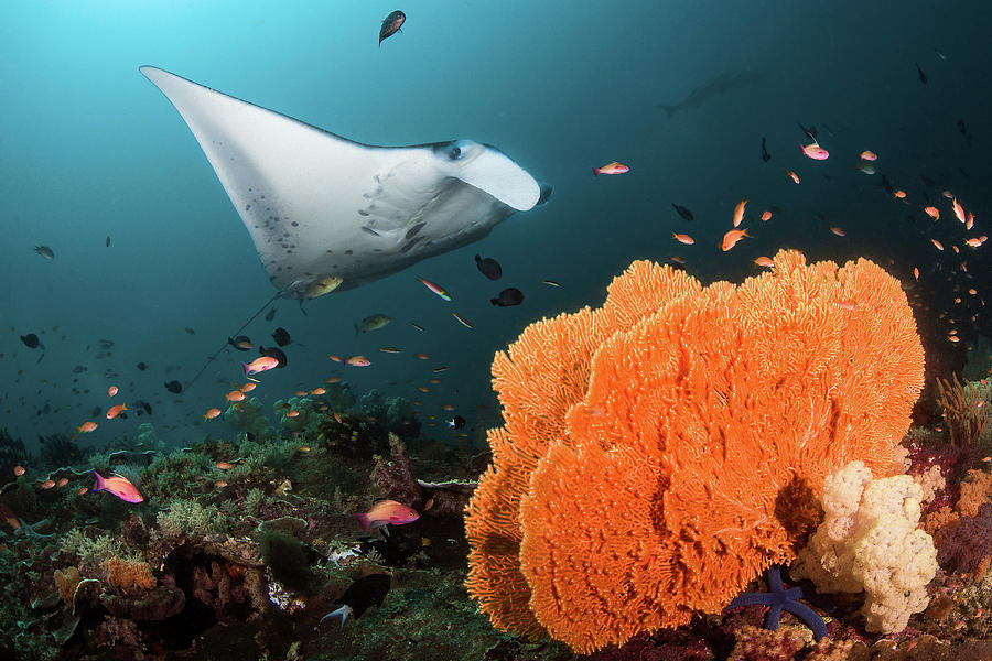 Giant Oceanic Manta Ray At A Cleaning Photograph by Brook Peterson ...