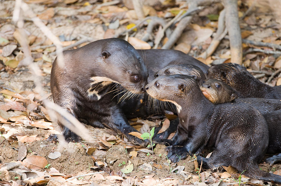 Giant Otter Pteronura Brasiliensis Photograph by Panoramic Images ...