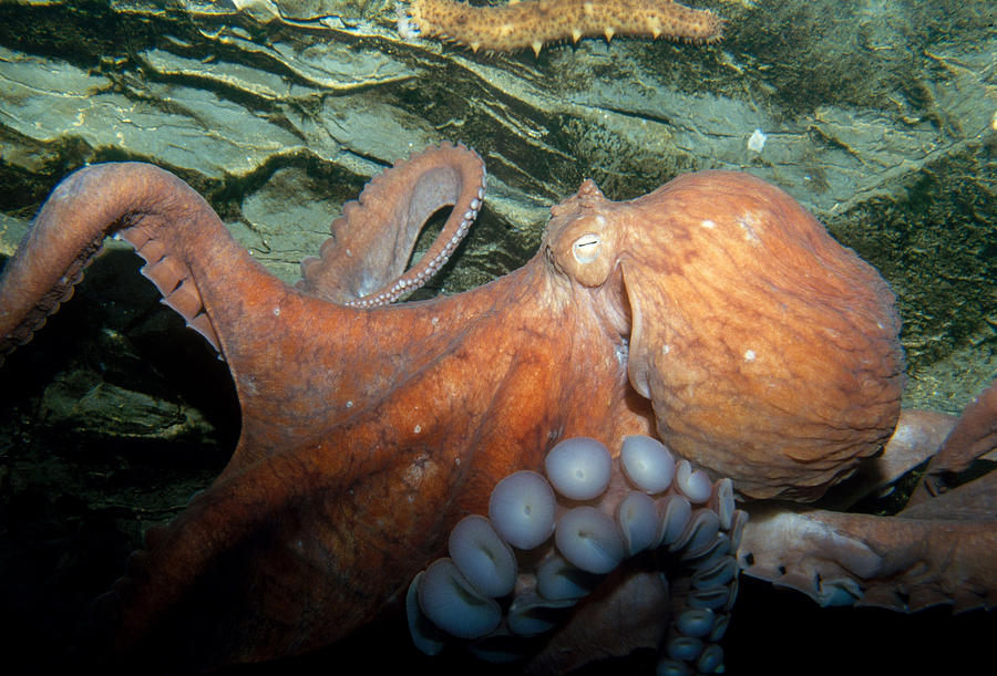 Giant Pacific Octopus #1 Photograph by Greg Ochocki