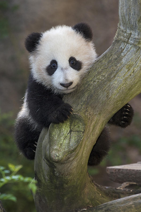 Animal Photograph - Giant Panda Cub In Tree #1 by San Diego Zoo