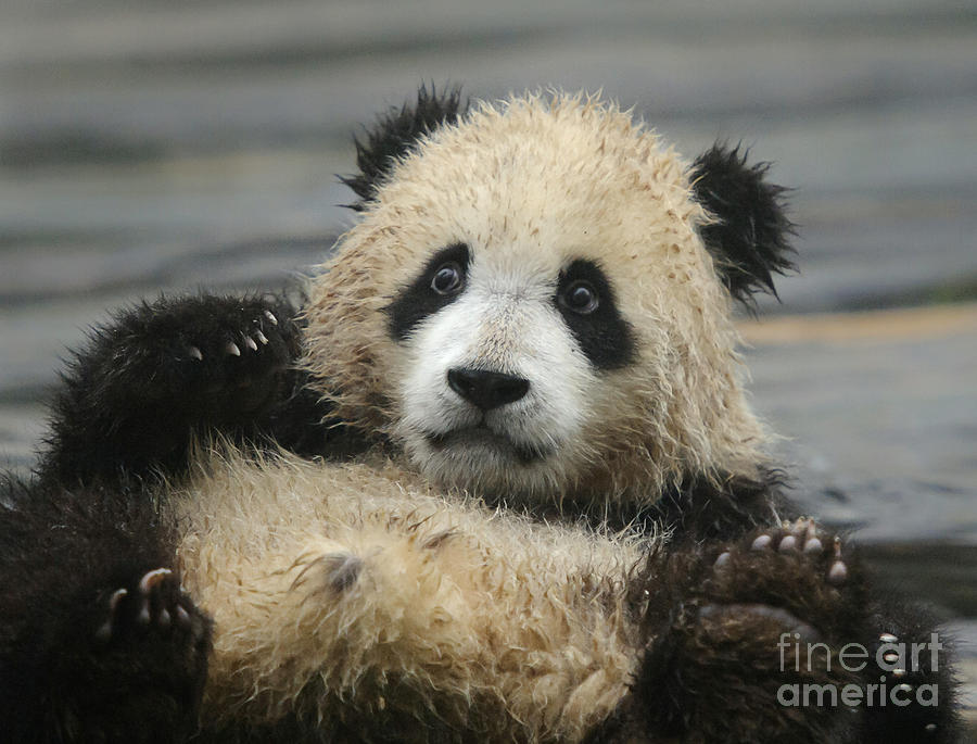 Giant Panda Cub #1 Photograph by John Shaw