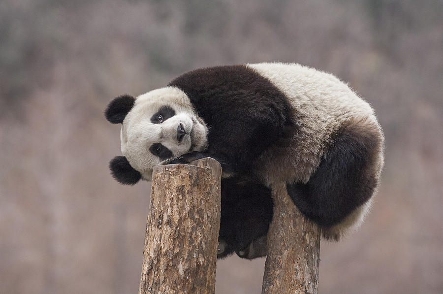 Animal Photograph - Giant Panda Cub Wolong National Nature #1 by Katherine Feng