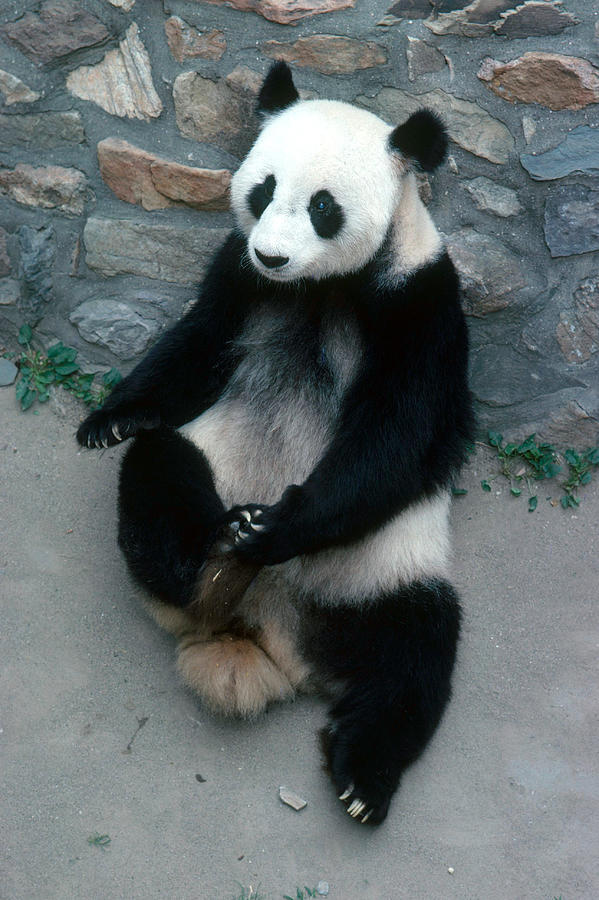 Giant Panda #1 Photograph by George Holton