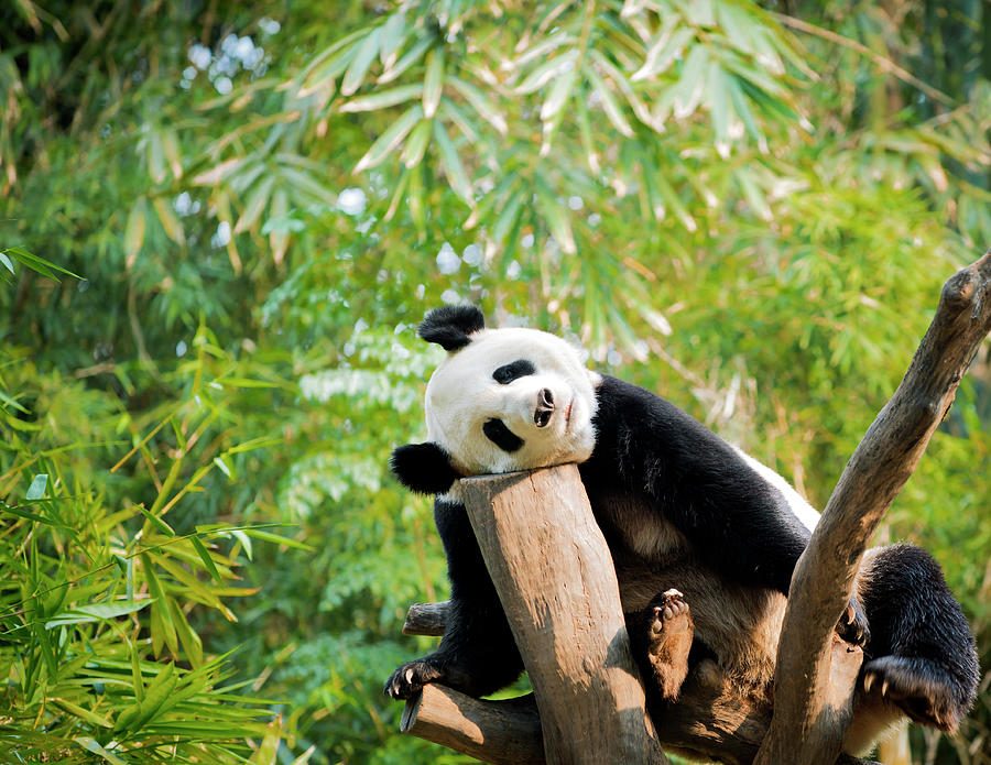 Nature Photograph - Giant Panda #1 by Pan Xunbin