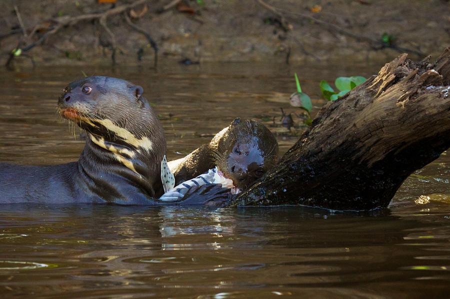Giant River Otter 2 Photograph by David Beebe