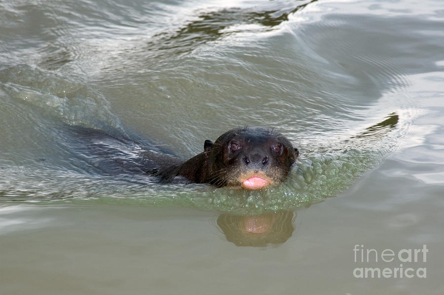 Giant River Otter #1 Photograph by Gregory G. Dimijian, M.D.