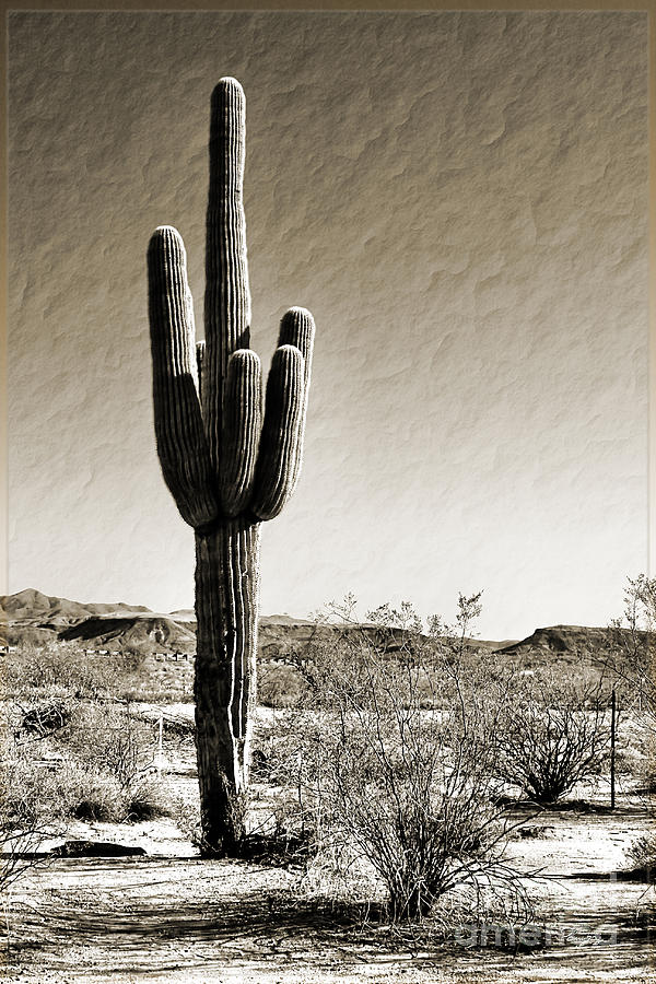 Giant Saguaro Cactus Photograph by Gabriele Pomykaj