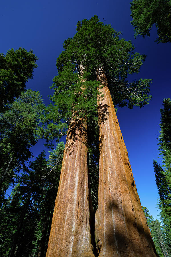 Giant Sequoia Tree In A Forest, Sequoia #1 Photograph by Panoramic Images