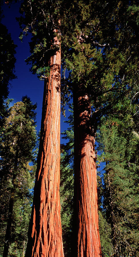 Giant Sequoia Trees #1 Photograph by David Nunuk/science Photo Library