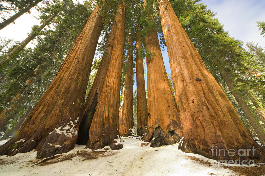 Sequoia National Park Photograph - Giant Sequoias After First Snow by Yva Momatiuk John Eastcott