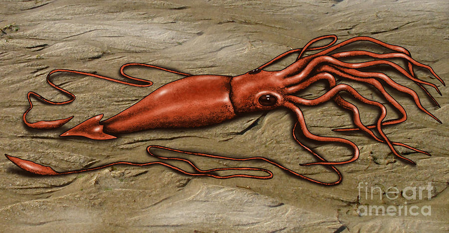 Giant Squid #4 Photograph by Gwen Shockey