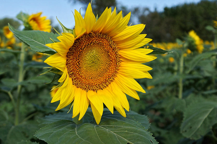 Giant Sunflower #1 Photograph by Alan Hutchins