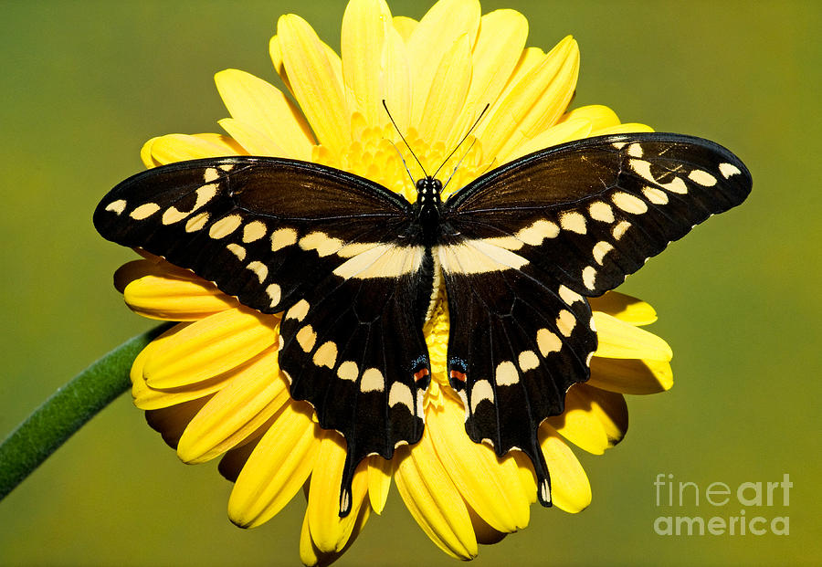 Giant Swallowtail Butterfly #1 Photograph by Millard H. Sharp