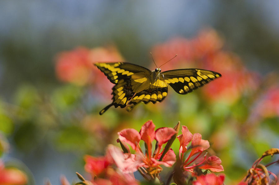 Giant Swallowtail Butterfly #1 Photograph by Thomas And Pat Leeson